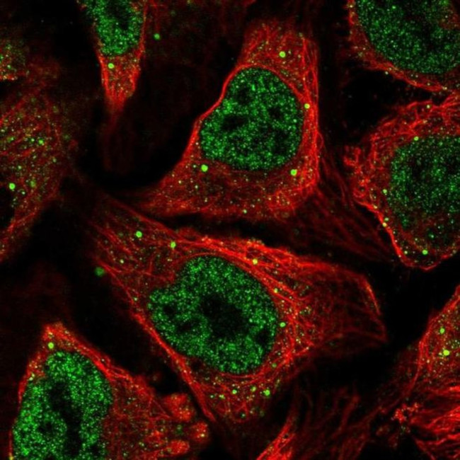 AXUD1 Antibody in Immunocytochemistry (ICC/IF)