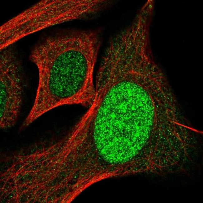 SP110 Antibody in Immunocytochemistry (ICC/IF)