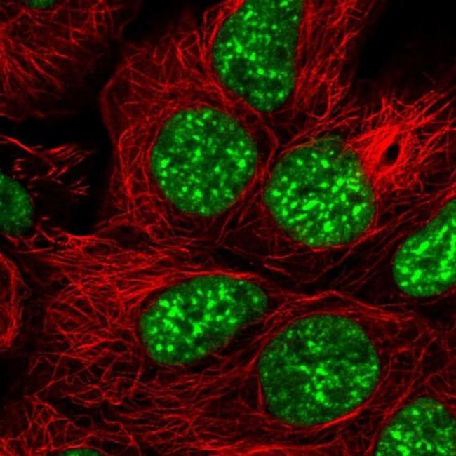 SRRM1 Antibody in Immunocytochemistry (ICC/IF)