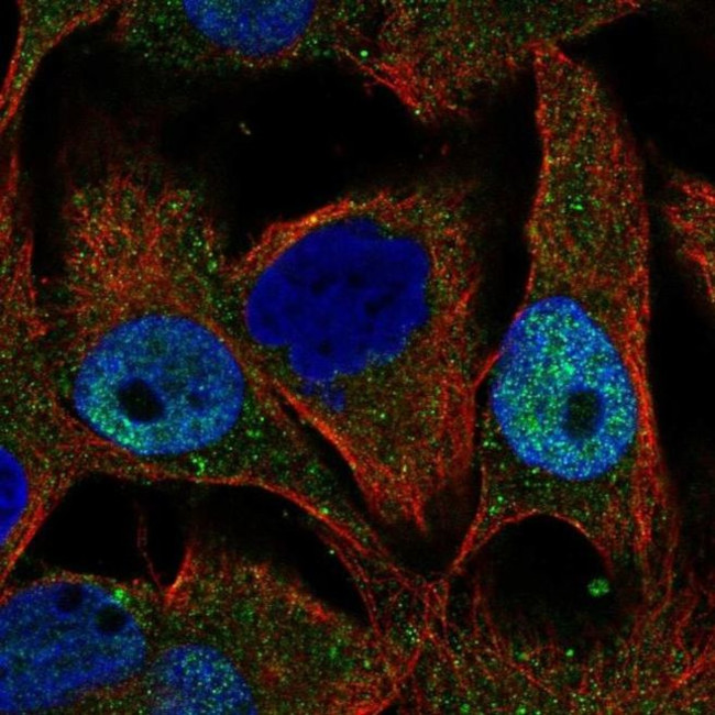 LZIC Antibody in Immunocytochemistry (ICC/IF)