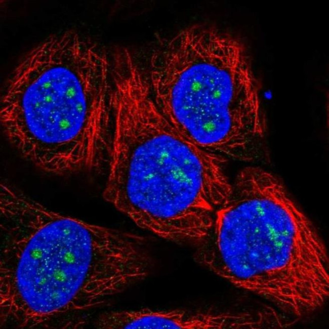 RP11-849H4.2 Antibody in Immunocytochemistry (ICC/IF)