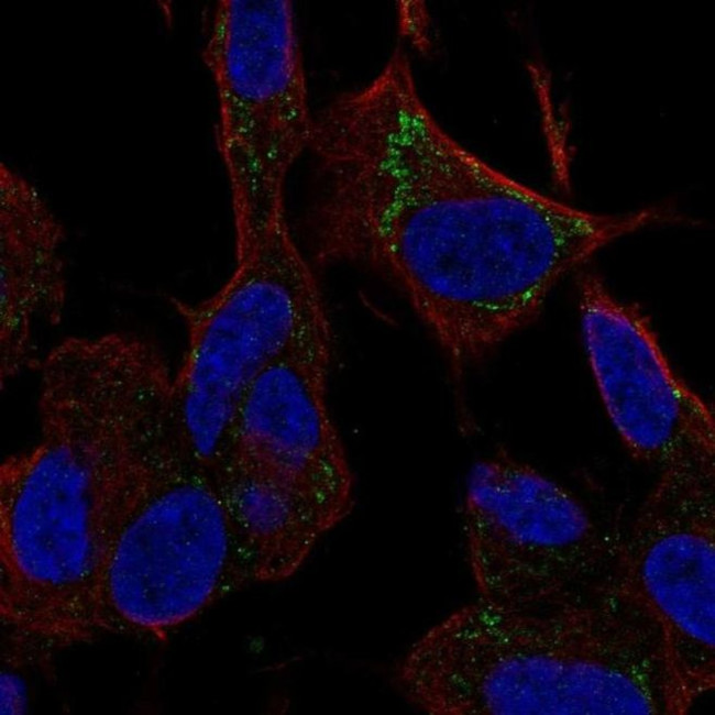 SLC9B1 Antibody in Immunocytochemistry (ICC/IF)