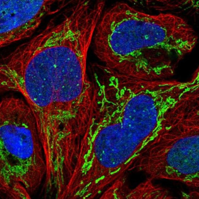 ZNF7 Antibody in Immunocytochemistry (ICC/IF)