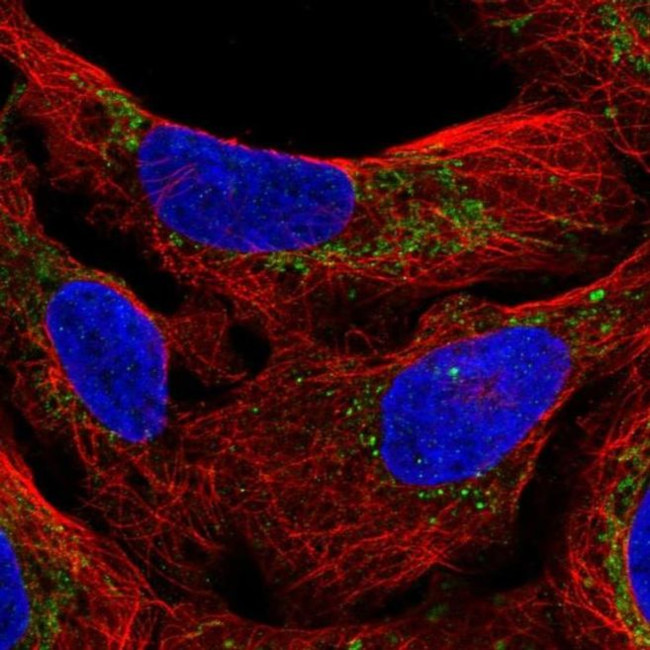 M1AP Antibody in Immunocytochemistry (ICC/IF)