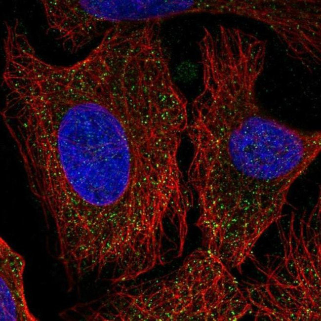 PCDHA6 Antibody in Immunocytochemistry (ICC/IF)