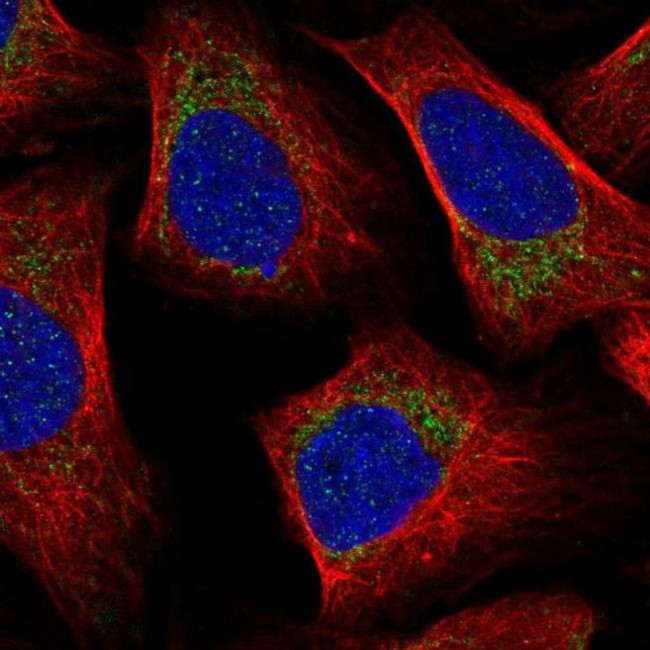 MRPL57 Antibody in Immunocytochemistry (ICC/IF)