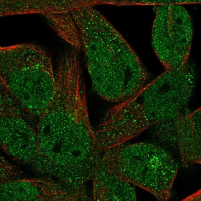 FAM89A Antibody in Immunocytochemistry (ICC/IF)