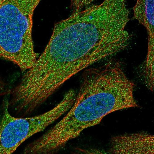 C14orf28 Antibody in Immunocytochemistry (ICC/IF)