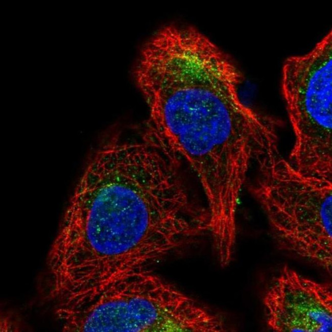 GDPGP1 Antibody in Immunocytochemistry (ICC/IF)