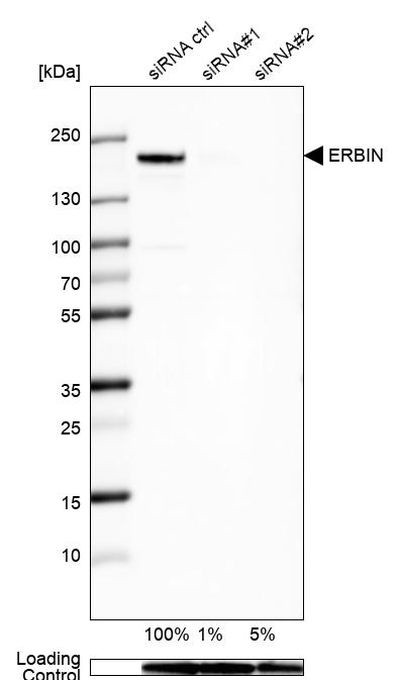 Erbin Polyclonal Antibody (PA5-66288)