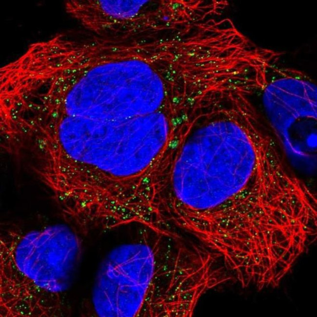 CNNM2 Antibody in Immunocytochemistry (ICC/IF)