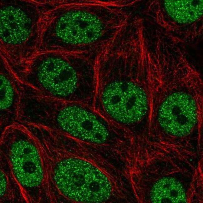 GRHL3 Antibody in Immunocytochemistry (ICC/IF)