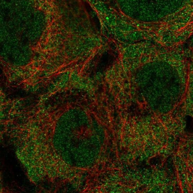 KRTCAP3 Antibody in Immunocytochemistry (ICC/IF)