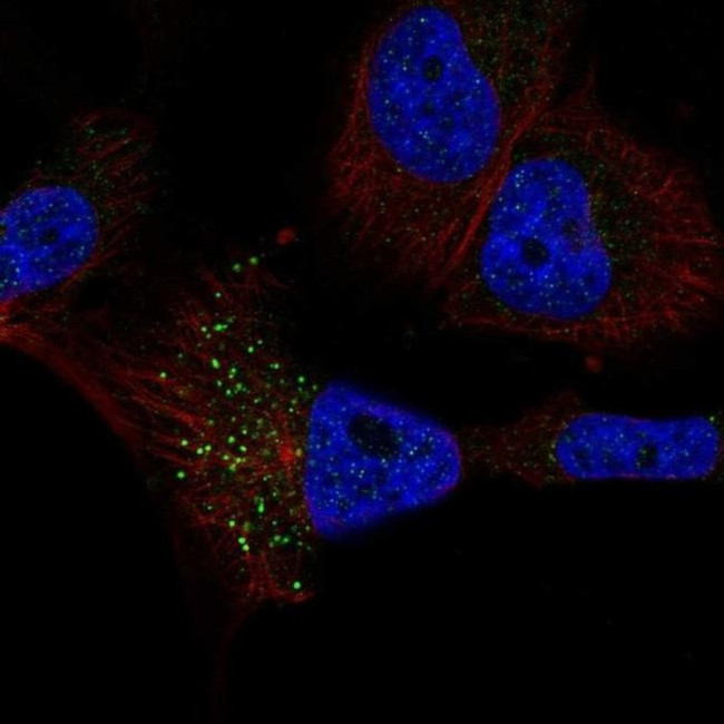 RFT1 Antibody in Immunocytochemistry (ICC/IF)