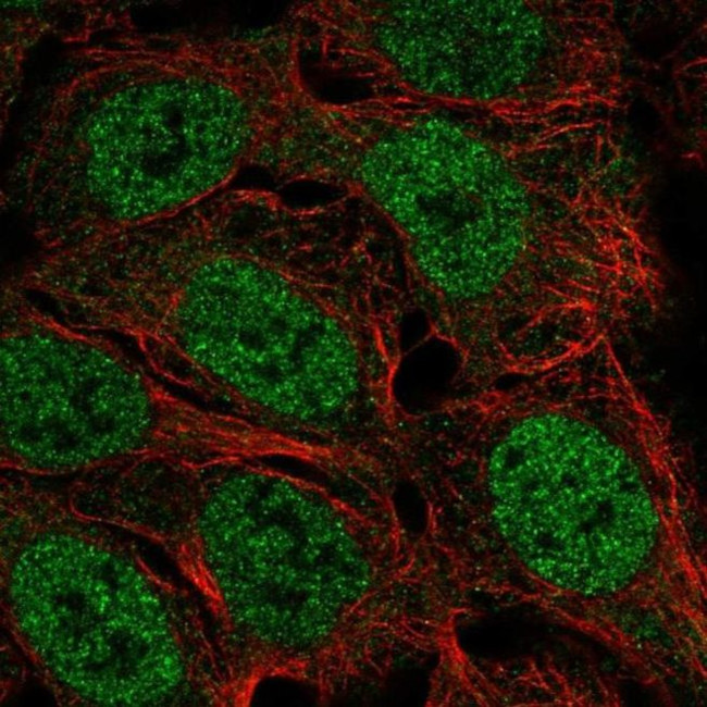 FAM49A Antibody in Immunocytochemistry (ICC/IF)