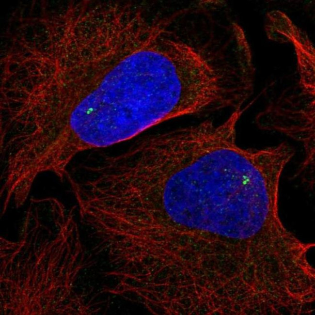 NOD4 Antibody in Immunocytochemistry (ICC/IF)
