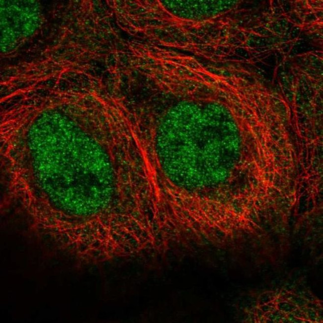 FAM63A Antibody in Immunocytochemistry (ICC/IF)