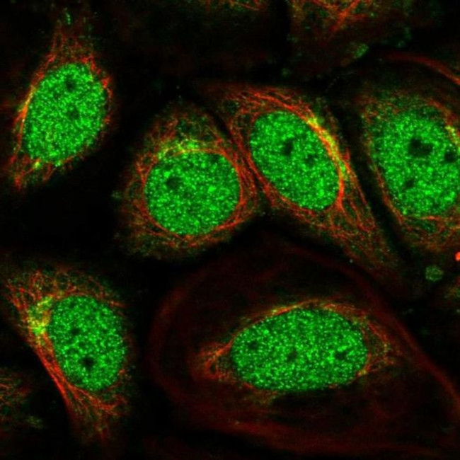 SCOC Antibody in Immunocytochemistry (ICC/IF)