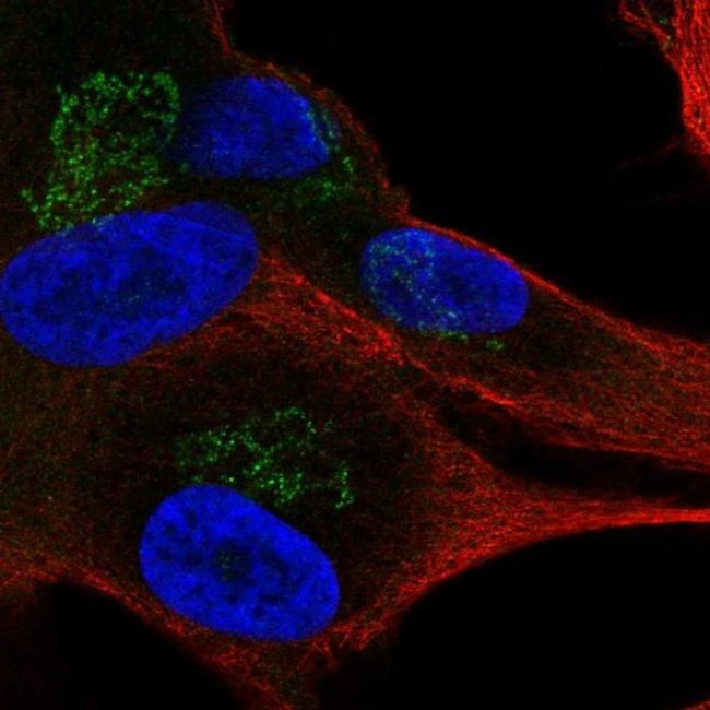 APBA1 Antibody in Immunocytochemistry (ICC/IF)