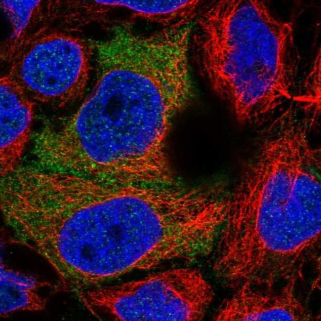 PDZRN3 Antibody in Immunocytochemistry (ICC/IF)