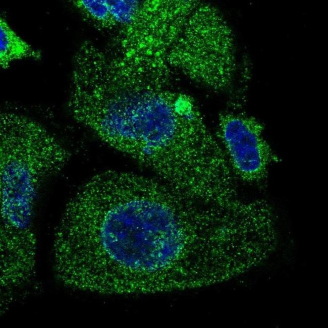 TMEM230 Antibody in Immunocytochemistry (ICC/IF)
