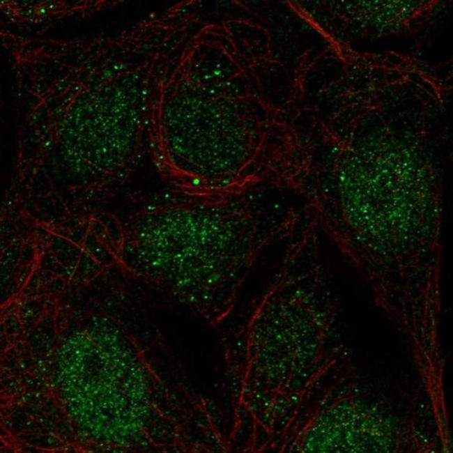 CCDC63 Antibody in Immunocytochemistry (ICC/IF)