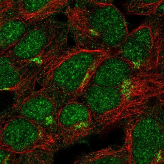 ASB13 Antibody in Immunocytochemistry (ICC/IF)