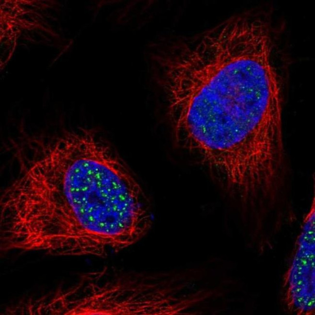 WDR90 Antibody in Immunocytochemistry (ICC/IF)