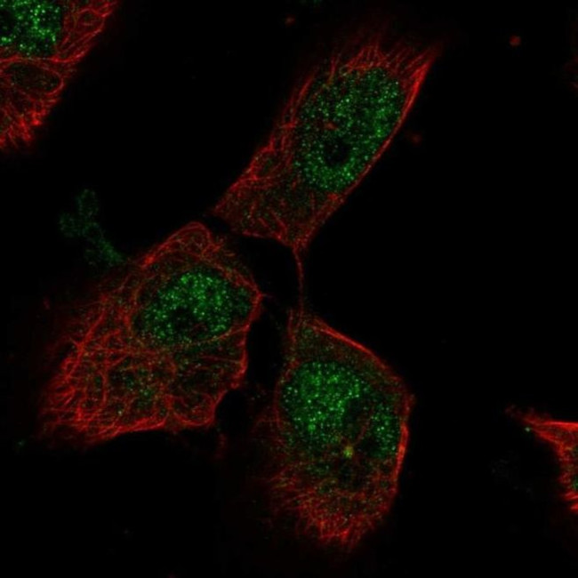 PTTG Antibody in Immunocytochemistry (ICC/IF)