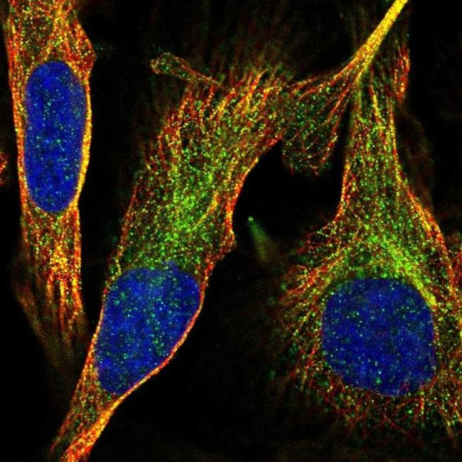 SLC37A3 Antibody in Immunocytochemistry (ICC/IF)