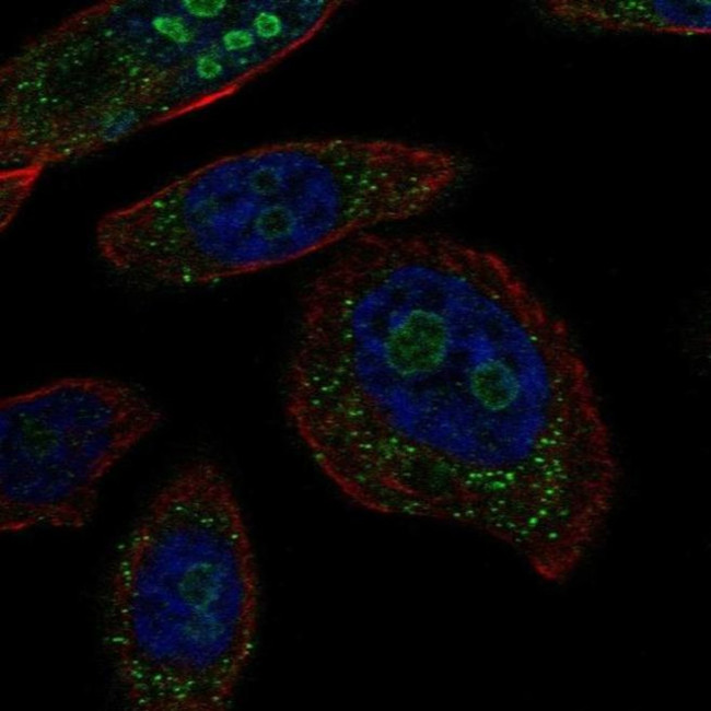 BRINP2 Antibody in Immunocytochemistry (ICC/IF)