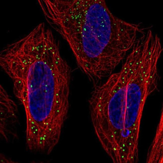 TMEM54 Antibody in Immunocytochemistry (ICC/IF)