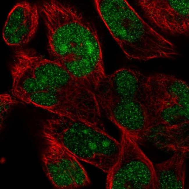 FAM204A Antibody in Immunocytochemistry (ICC/IF)