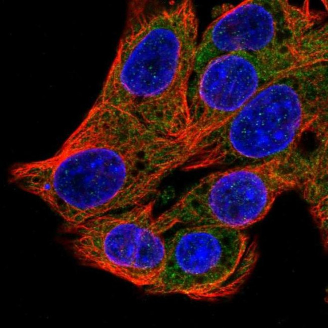 SRP54 Antibody in Immunocytochemistry (ICC/IF)
