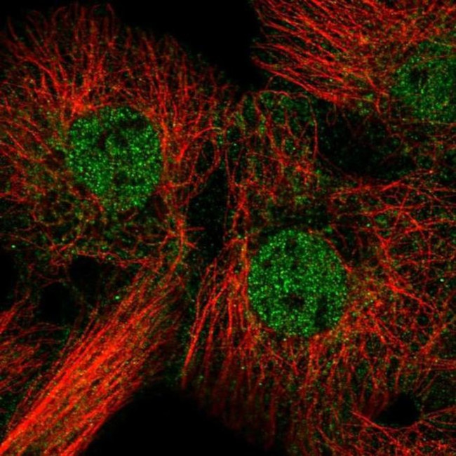FAM84B Antibody in Immunocytochemistry (ICC/IF)