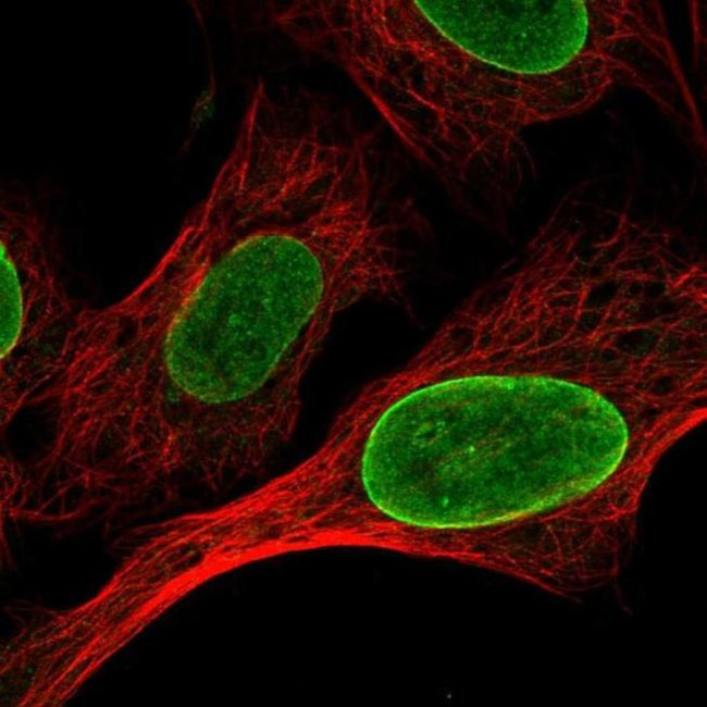 CLK1 Antibody in Immunocytochemistry (ICC/IF)