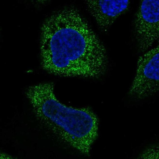 WISP3 Antibody in Immunocytochemistry (ICC/IF)