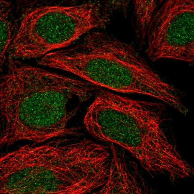 C5orf24 Antibody in Immunocytochemistry (ICC/IF)
