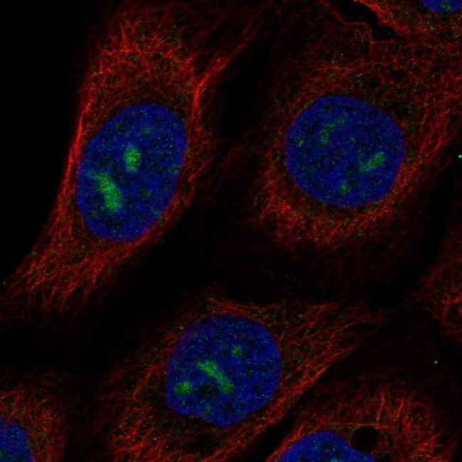 MPPED2 Antibody in Immunocytochemistry (ICC/IF)