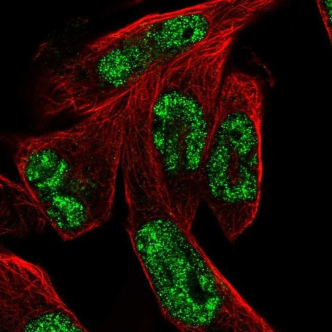 MSANTD3 Antibody in Immunocytochemistry (ICC/IF)