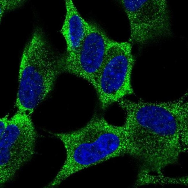 RKHD4 Antibody in Immunocytochemistry (ICC/IF)