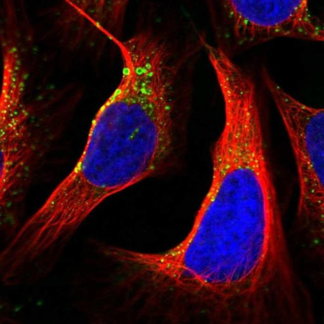 TMEM256 Antibody in Immunocytochemistry (ICC/IF)