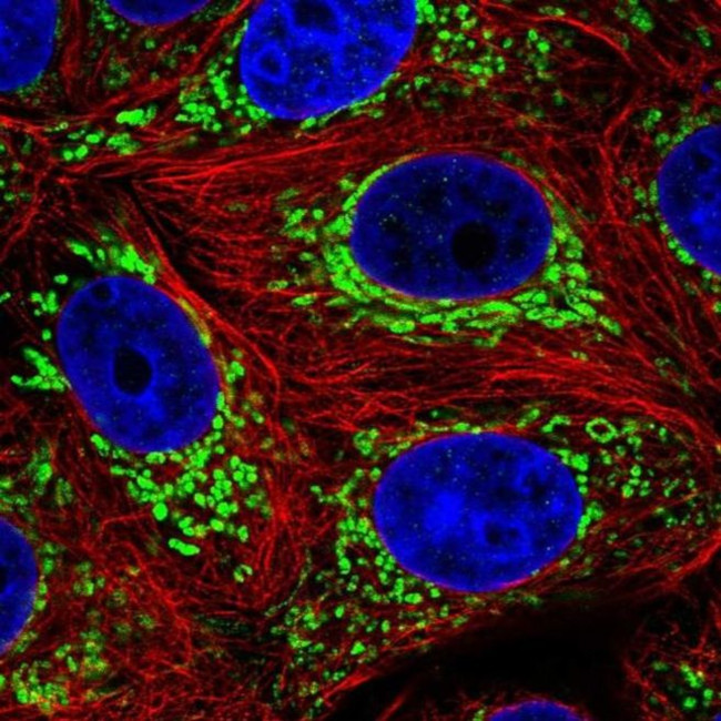 DNLZ Antibody in Immunocytochemistry (ICC/IF)
