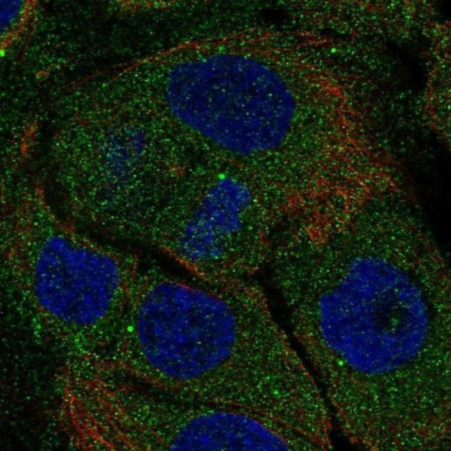 PITPNM1 Antibody in Immunocytochemistry (ICC/IF)