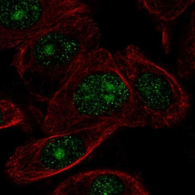 ZNF692 Antibody in Immunocytochemistry (ICC/IF)