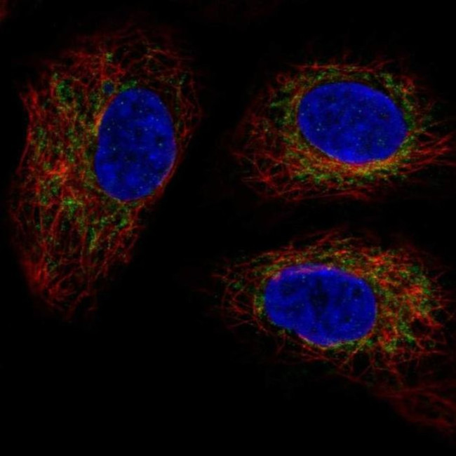TMEM11 Antibody in Immunocytochemistry (ICC/IF)