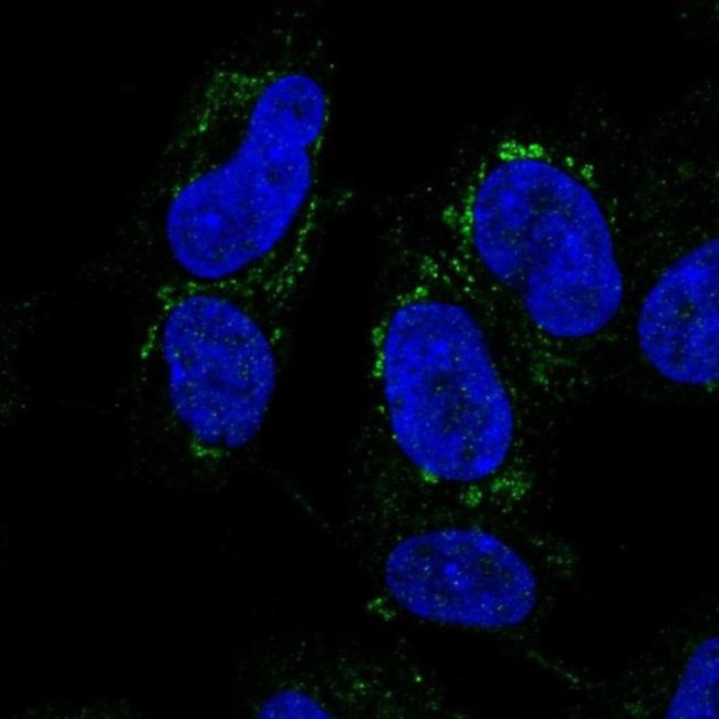 DMRTA2 Antibody in Immunocytochemistry (ICC/IF)