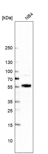 UNCX Antibody in Western Blot (WB)