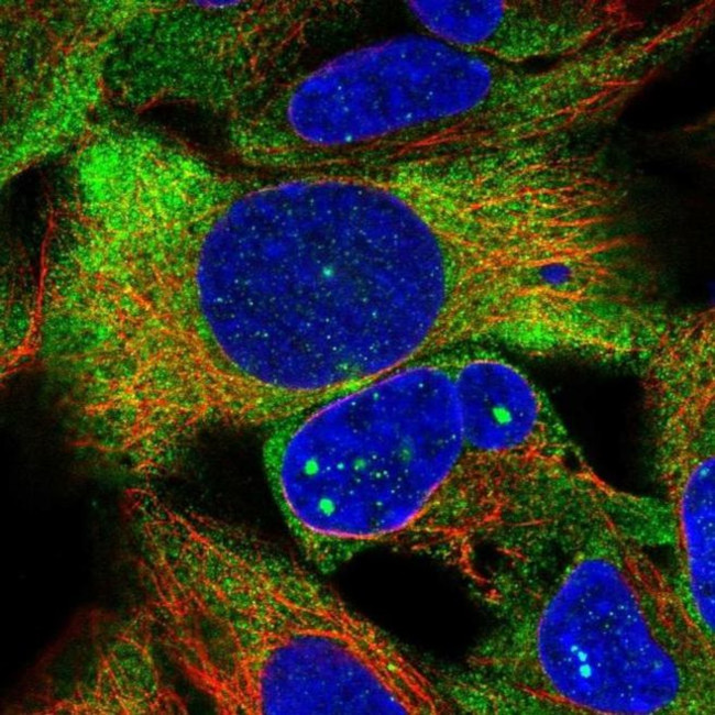 ZNF416 Antibody in Immunocytochemistry (ICC/IF)
