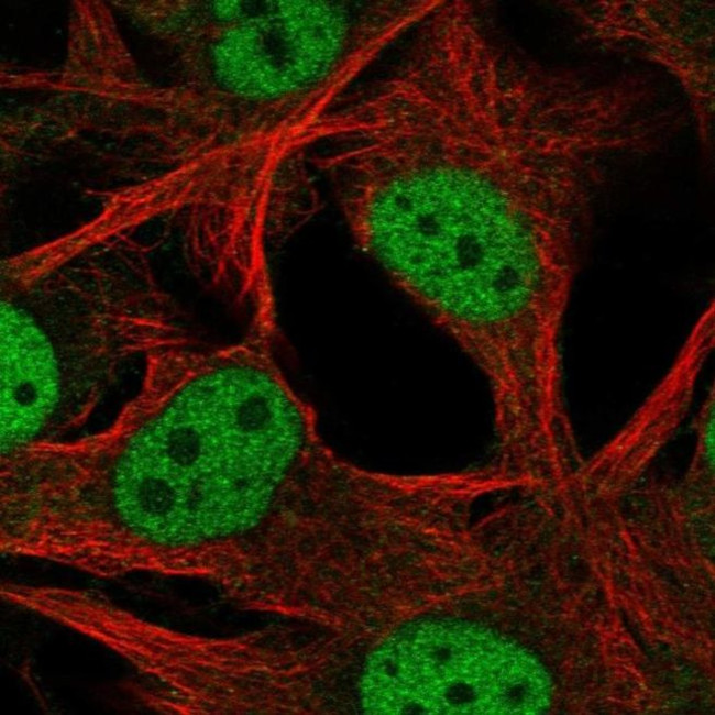 SCML4 Antibody in Immunocytochemistry (ICC/IF)